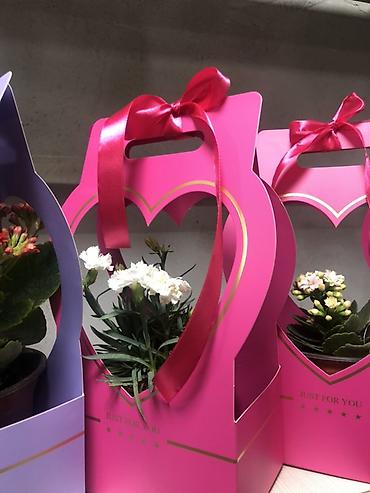 Подарочная упаковка: Подарочные композиции в коробке-сумке - Живые комнатные — 2