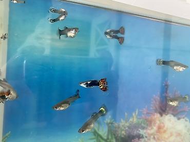 zavod akvarium: Прямоугольный аквариум, Вместе с рыбами, 20 л, Самовывоз, Платная доставка — 4