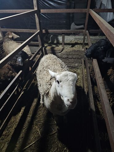 Баран, овца: Продаю | Баран (самец) | Для разведения | Осеменитель — 5