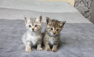 переноска для котят: Котята девочки, возраст 1.5 месяца. Ухоженные, домашние, к лотку