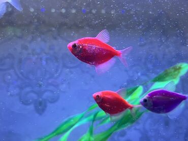 Balıqlar: Glofish, Sülhsevər — 1