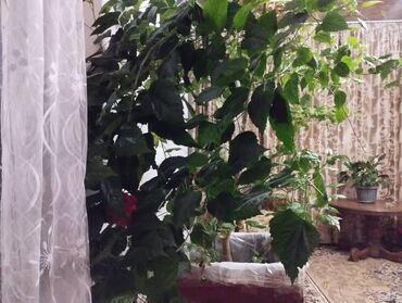 национальные тошоки: Большая китайская роза цена 2500, самовывоз, самовывоз очень большая