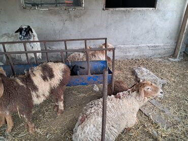 рамановский бараны: Бараны, овцы