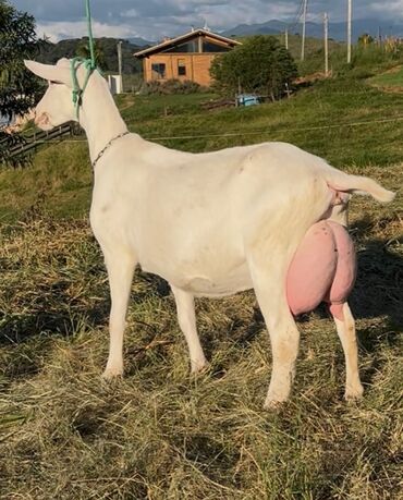cins ineklerin qiymeti: Sanen birinci balasidi saglam sudluk keçdi lalafo.az -da cins ineklerin qiymeti: Sanen birinci balasidi saglam sudluk keçdi