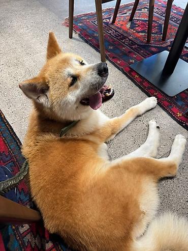 fantom dermani: Akita-inu, 3 il, Erkək, Cütləşmə üçün — 4