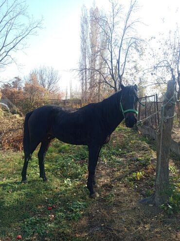 английский чистокровный: Сатам | Байтал | Жумушка