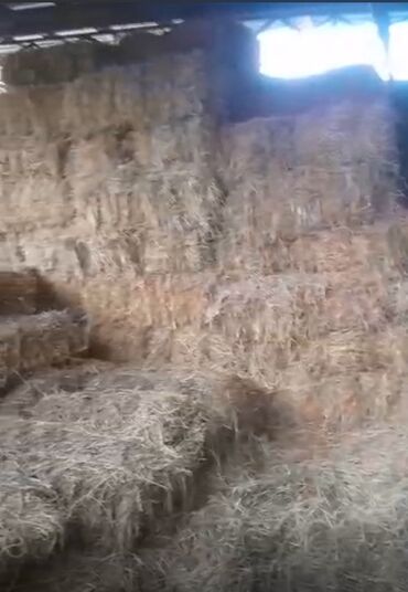 где купить зерна кукурузы: Арпа саман, солома ячменная,120 сом, 60-70тей тук бар. Ленинское