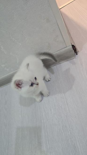 Pişiklər: Britan, Erkək, Dişi, Yaxşı əllərə, Ünvandan götürmə, Ödənişli çatdırılma — 3