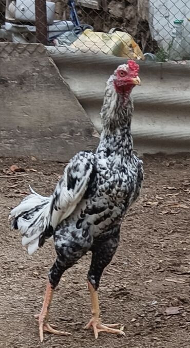 Xoruzlar: Xoruz, il: 1, Ünvandan götürmə — 2