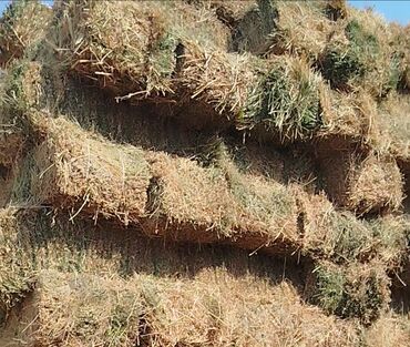 Otbiçənlər və trimmerlər: Salam 3 cü biçim təmiz yonca presi satılır Quzu yemidir kimə lazımdır