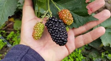 Фрукты и ягоды: Ежевика сортовая ремонтантная и летняя Сорта прошедшие сортоиспытание — 12