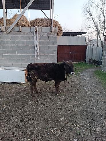 Коровы, быки: Продаю | Бык (самец) | Абердин-ангус | На откорм | Искусственник — 6