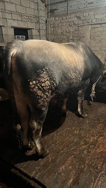 Коровы, быки: Продаю | Бык (самец) — 10