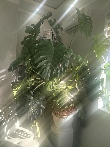 цветы камелия: Монстера делициоза (Monstera deliciosa), крупное взрослое комнатное — 7
