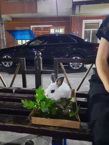 декоративный кролик: Кичинекей кролик сатылат