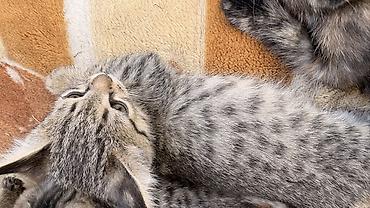 бекер мышык: Котята, помет из нескольких малышей с разными окрасами. - Возраст на — 4