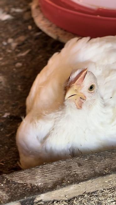 Бройлер: Продаем домашних бройлеров — выращены на натуральных кормах с особым — 4