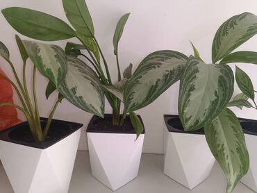 отдам даром аквариум: Элегантное комнатное растение, идеально подходящее для оживления