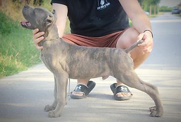 Psi: Cane Corso štenci U ponudi veoma perspektivni štenci iz različitih — 8