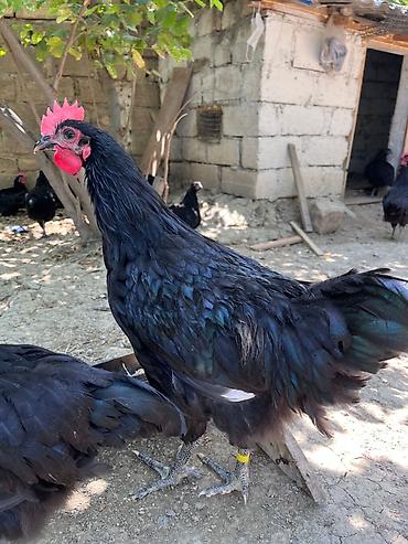 itlerin ucuz qiymete satisi: Avstralorp xoruzları satılır. 90 günlük, aktiv və sağlam quşlardır — 3