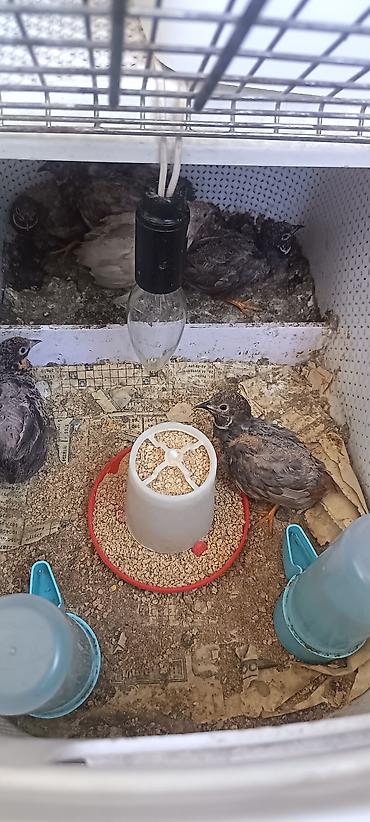 kend colpaları: Çin bildirçini 2 erkek 1 dişi qalıb tək tək satılmır 3ü 15 azn — 2