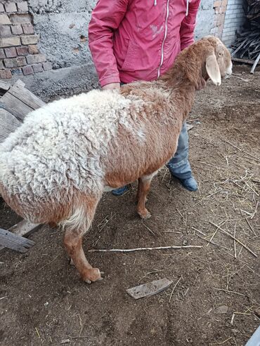 Баран, овца: Продаю | Овца (самка) | Арашан | Для разведения | Котные — 15