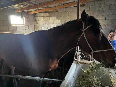 Лошади, кони: Продаю | Жеребец | Рабочий — 2