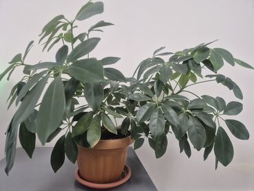 растения для офиса: Шефлера (Schefflera arboricola), крупный куст в горшке. - Высота
