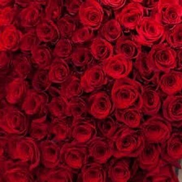 цветы розы голландия: Семена и саженцы Роз, Самовывоз
