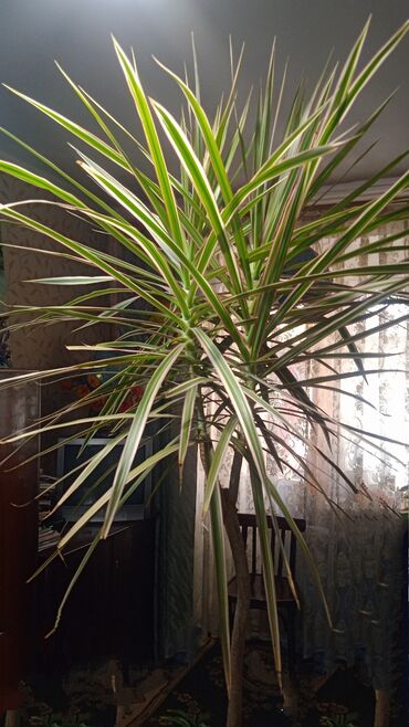 комнатная пальма: Продаю комнатное растение, дерево, драцена узколистная. Высота 120см