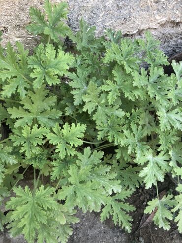Quruducular: Yaşıl yarpaqları olan bu geranium bitkisi müxtəlif əkin sahələri üçün