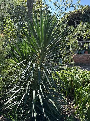 Çöl bitkiləri: Dekorativ yucca (Yucca gloriosa tipli) – bağ və həyət üçün tropik — 1