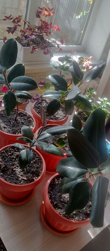 семена клевера в бишкеке: Фикусы черный принц