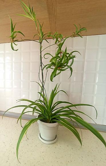 bitki dermanlari: Məhsul: Xlorofitum (Spider Plant) – asma zoğlarla - Hər bir evdə — 1
