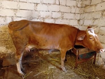 boğaz inək: Dişi, il: 2, 130 kq, Südlük, Ətlik