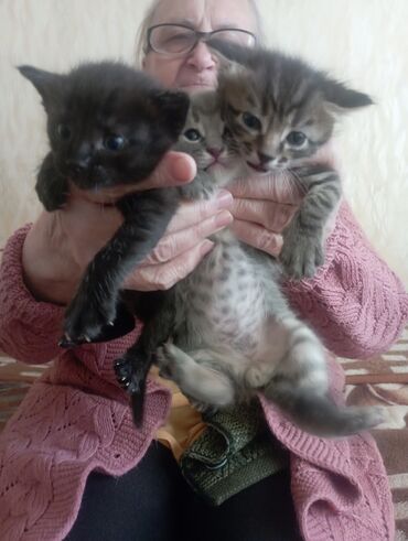 продажа породистых котят: Очаровательные котята, помёт из трёх малышек: - Окрас: один полностью