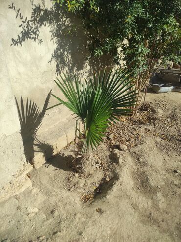 декоративное дерево топиарий: Məhsul: Dekorativ xurma (fan formalı yarpaqlı, Washingtonia tipli at lalafo.az декоративное дерево топиарий: Məhsul: Dekorativ xurma (fan formalı yarpaqlı, Washingtonia tipli