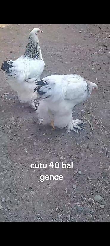 Toyuq, Brama, Damazlıq lalafo.az -da Toyuq, Brama, Damazlıq
