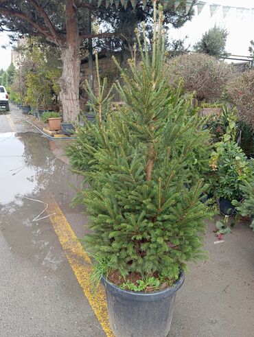 Ağaclar: Yeni il şamları 🌲 dibçəkdə ofis,ev 🏠 və bağ 🪏 üçün uyğundur.Təbii — 13