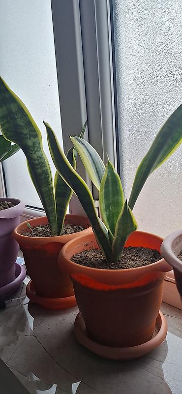 agac satisi baki: Sansevieria “Laurentii” (ilan bitkisi) – saksıda - Yarpaqlar — 1