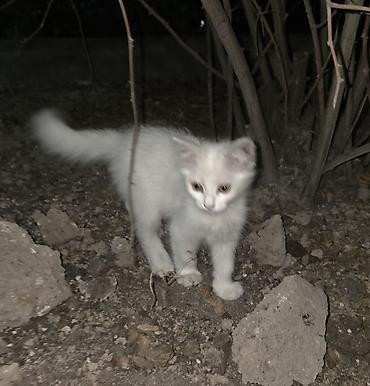 коты белый: Белые котята с пушистыми хвостами. Описание: - Возраст: котята — 1