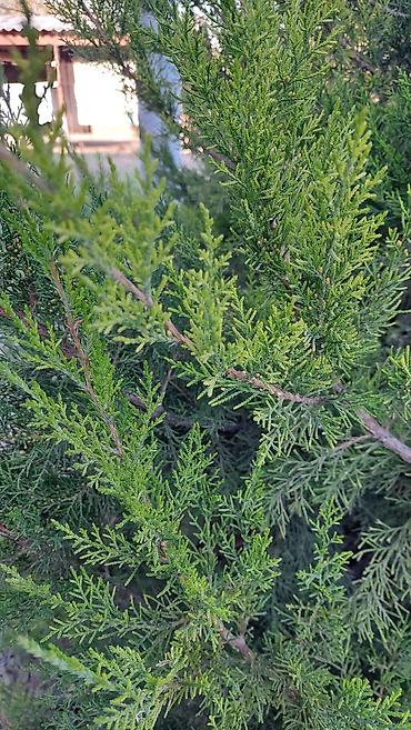 саженцы колоновидные: Можжевельник декоративный (вероятно, Juniperus sabina/virginiana — 5