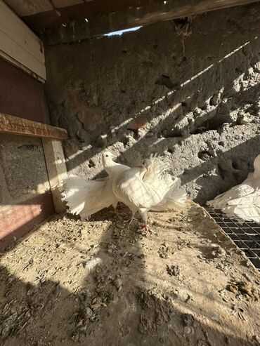 Птицы: Продаю голубей!!!! На фото представлены голуби разных пород. Цены на — 25