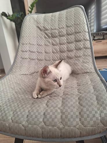 котик 1 месяц: Отдам котенка в добрые руки. Девочка, беспородная, нашли на улице — 2