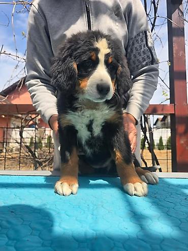 Psi: Bernski planinski pas štenci Na prodaju štenci BERNSKOG PLANINSKOG PSA — 7