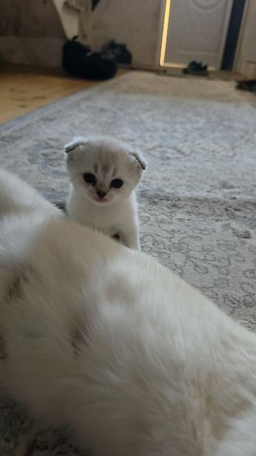 Pişiklər: Şirin pişik balaları - Cins: Scottish Fold/Scottish Straight tipli — 7