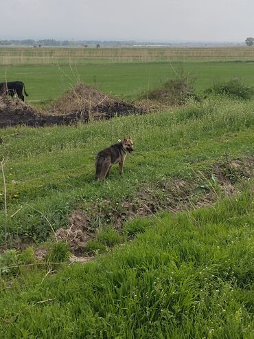 бельгийская овчарка бишкек: Продаю европейскую овчарку 8 месяца пол девочка мал айдайть