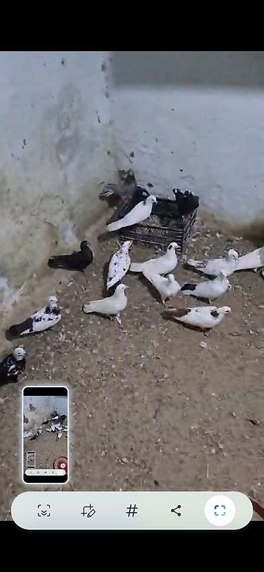 göyercin yuvası: Məhsul: Ev göyərçinləri sürüsü Təsvir: - Şəkillərdə müxtəlif rəng — 5