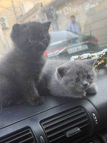 Pişiklər: Britan, Erkək, Dişi, Yaxşı əllərə, Ödənişli çatdırılma — 1