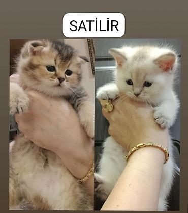 Şinşilla, Erkək